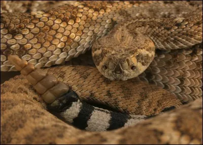 Quel est ce serpent ?