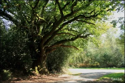 A la fin du 1er chapitre, qu'est-ce que Rose voit, dissimulé dans l'ombre d'un vieux chêne noueux ?