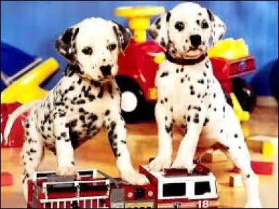 Comment le dalmatien est-il, à la naissance ?