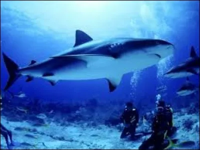 Que fait un requin mâle souhaitant plaire à un requin femelle ?