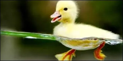 En combien de minutes le caneton choisit-il sa mère ?