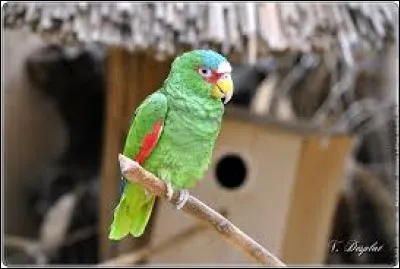 Que fait l'amazone à front blanc à la femelle qu'il veut ?