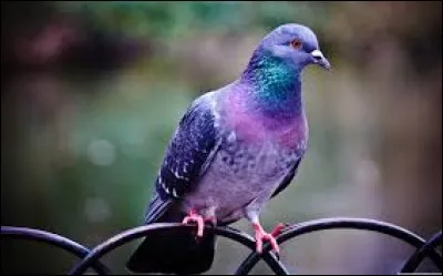 Que ne peut pas faire le pigeon ?