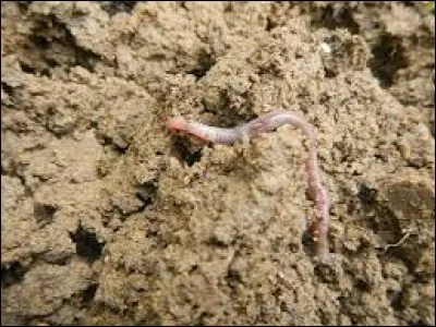 S'il ne trouve pas de nourriture, que peut manger le ver de terre ?