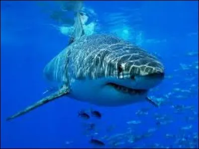 Quand le requin est-il inconscient ?