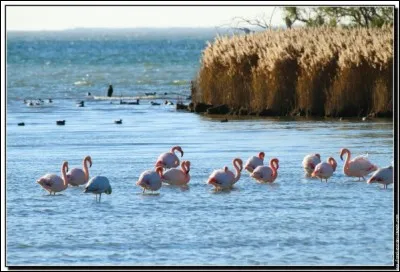 Dans quelle région naturelle se trouve l'étang de Vaccarès ?