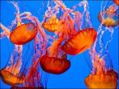 Que faut-il faire pour qu'une piqûre de méduse fasse moins mal, d'après de nombreuses rumeurs ?