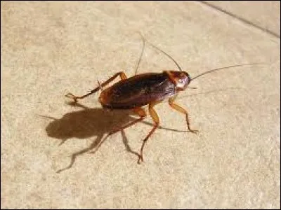 Durant combien de jours le cafard peut-il vivre sans sa tête ?