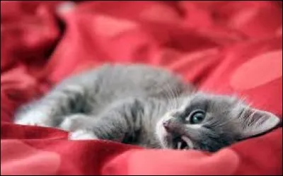 Comment appelle-t-on le petit du chat ?