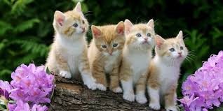 Quiz Animaux
