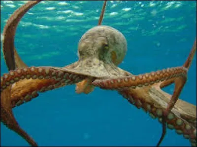 Quel animal a les plus gros yeux de la planète ?