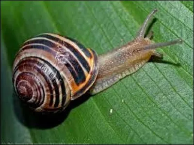 L'escargot peut pousser un objet de __ fois sa taille.