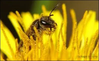 Que n'ont pas les abeilles ?