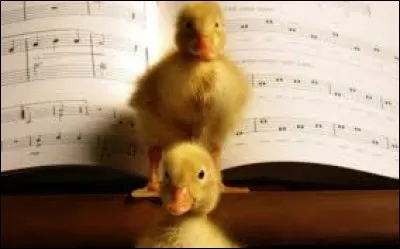 Terminons par le bébé canard sauvage :
