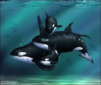 Le bébé orque est également appelé :