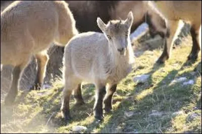 Quand le cabri grandit, on l'appelle...