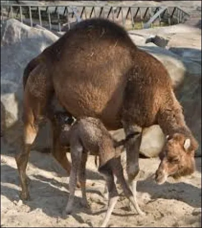 Voici le __, bébé du dromadaire.
