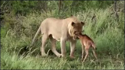 De qui le gaou est-il le petit ?