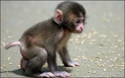 Lequel de ces noms n'est pas attribué au petit du singe ?