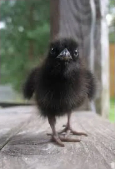 Voici le bébé corbeau, aussi appelé :