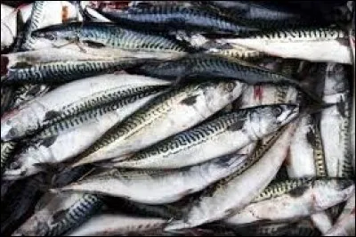 Comment appelle-t-on le petit du maquereau ?