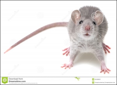 Comment appelle-t-on le mâle de la souris ?