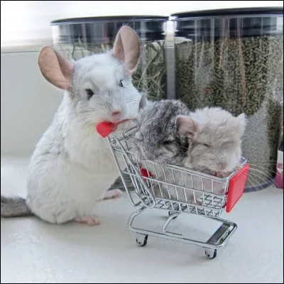 Le chinchilla est un animal...