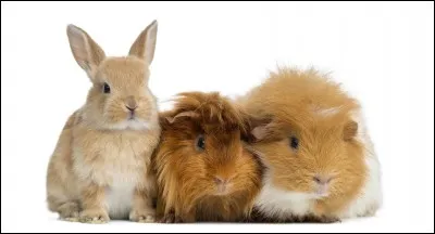 De quels animaux sont constitués les rongeurs ?