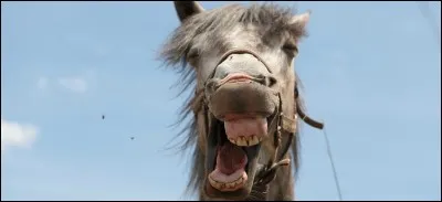 Reconnaissez-vous les dents du cheval ?