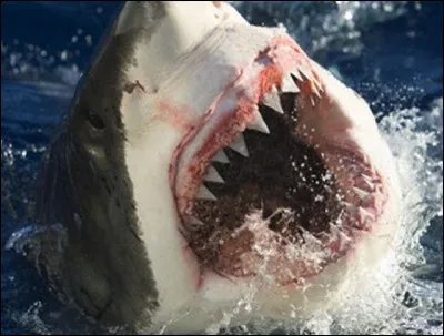 Quelles sont les dents de requin ?