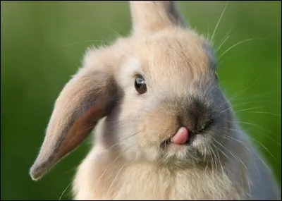 `Quelles sont les dents de lapin ?Vous avez le choix entre les dents de lapin, les dents de castor et les dents de hamster.