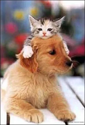 -Tu __ raison, James, un chien ou un chat? Quel animal ______-t-elle le plus?