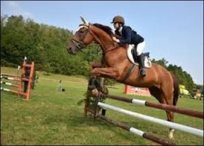 L'équitation est un sport qui se pratique sur un animal ; mais lequel ?