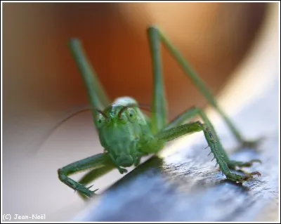Pourquoi les sauterelles sautent-elles ?