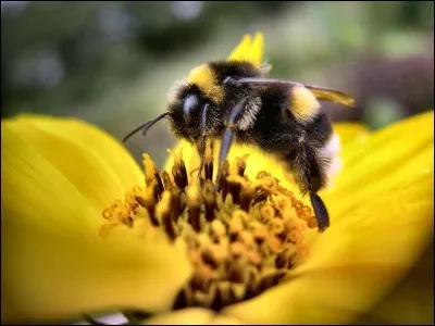 Pourquoi les abeilles piquent-elles ?