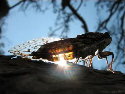 Les cigales mâles chantent pour :