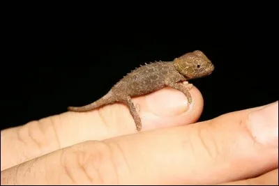 Lequel de ces caractères peut varier chez le caméléon ?