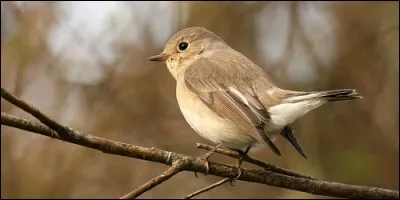 Le gobemouche et le gobemoucheron sont de la même espèce ?