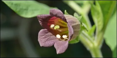 De quelle couleur sont les baies de belladone ?