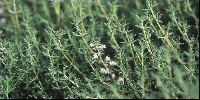 Comment nomme-t-on le thym dans le sud de la France ?