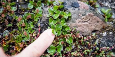 L'arbre le plus petit fait 2 cm. Quel est son nom ?