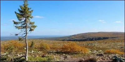 Quel âge aurait le plus vieil arbre au monde ?