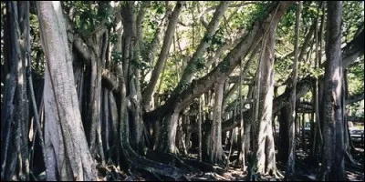 À quelle famille appartient le figuier des banians ?