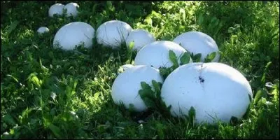 La vesse-de-loup géante est aussi grande qu'un ballon de football.