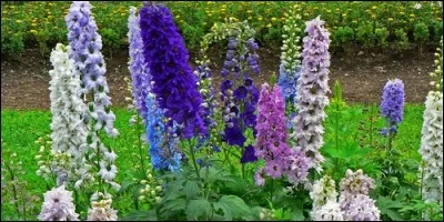 Quel est l'autre nom du pied d'alouette ?