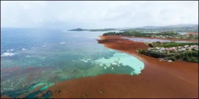 Que sont les sargasses ?