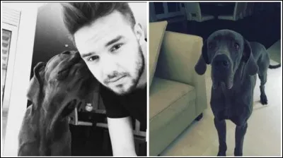 Le chien de Liam s'appelle...