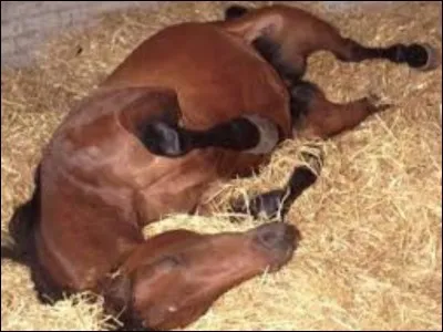 Si ton cheval a une colique, il faut :