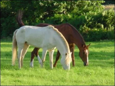 Mon cheval est au pré toute l'année :