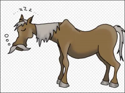 Un cheval peut vivre jusque l'âge de :